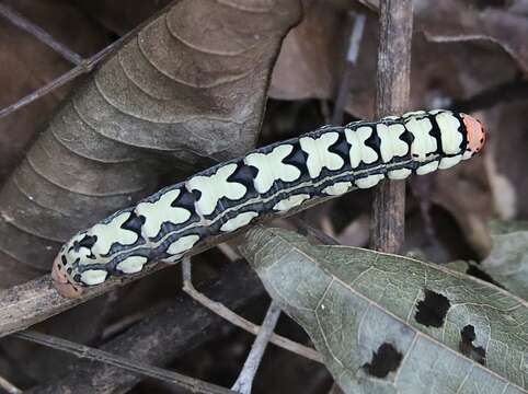 Слика од Isognathus leachii (Swainson 1823)