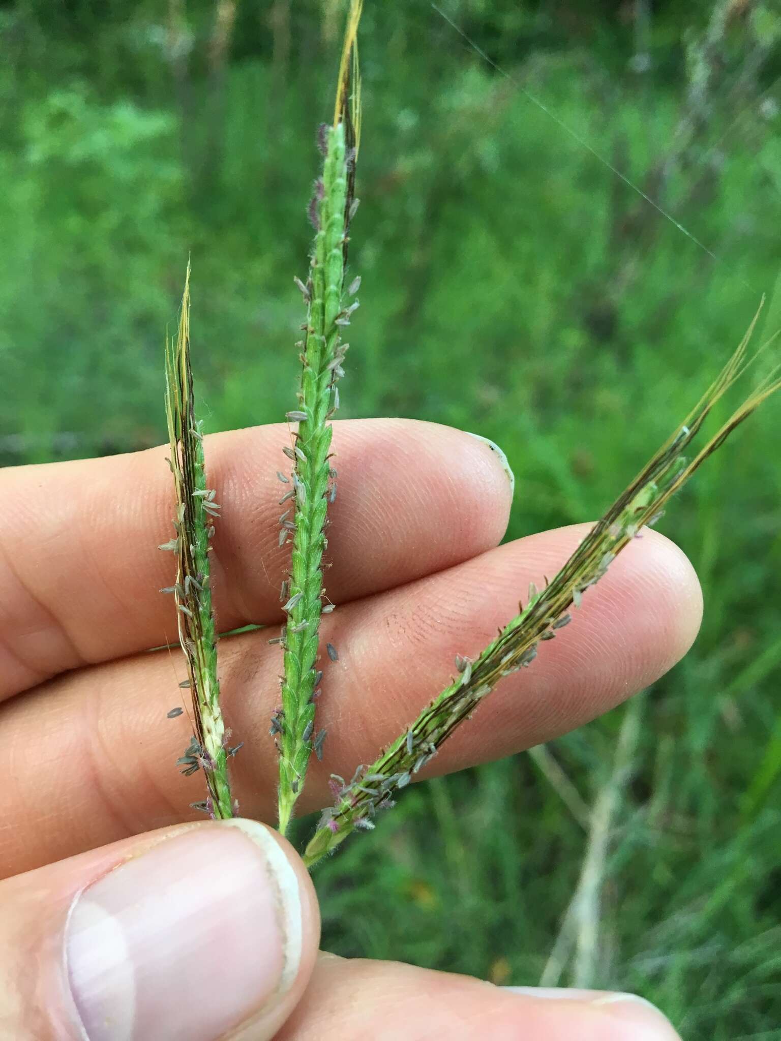 Image of Angleton bluestem