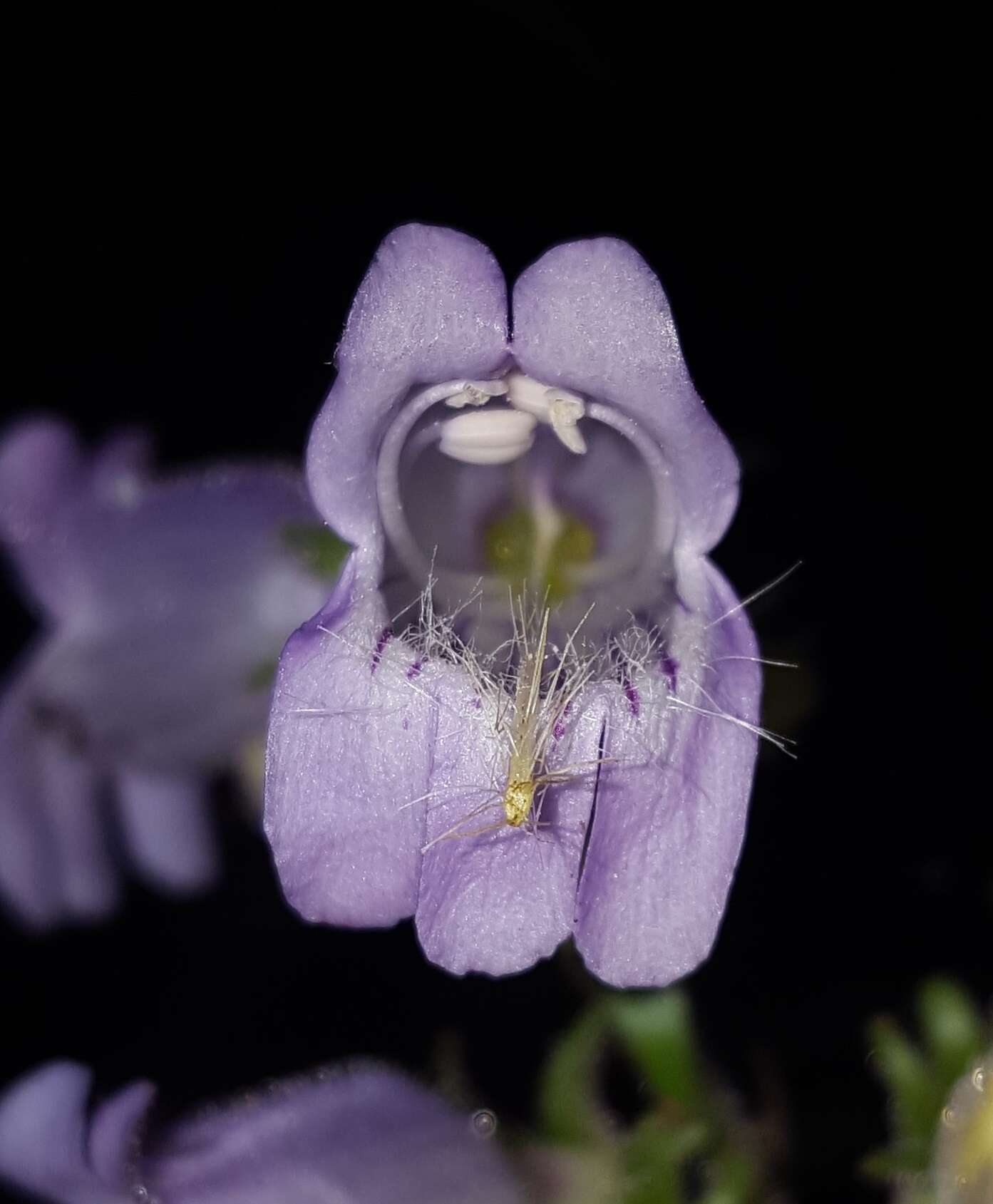 Image of Rattan's beardtongue