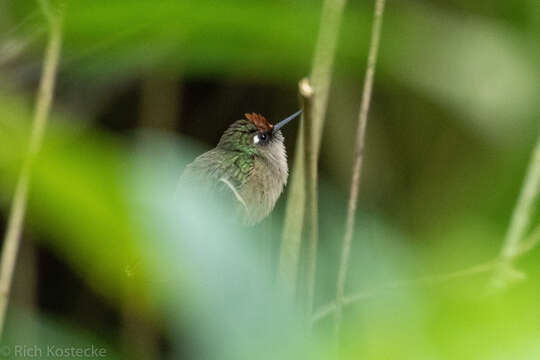 Imagem de Anthocephala Cabanis & Heine 1860