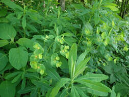 Image of Darlington's Glade Spurge