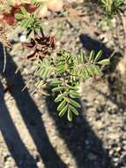 Image of Populus mexicana subsp. mexicana