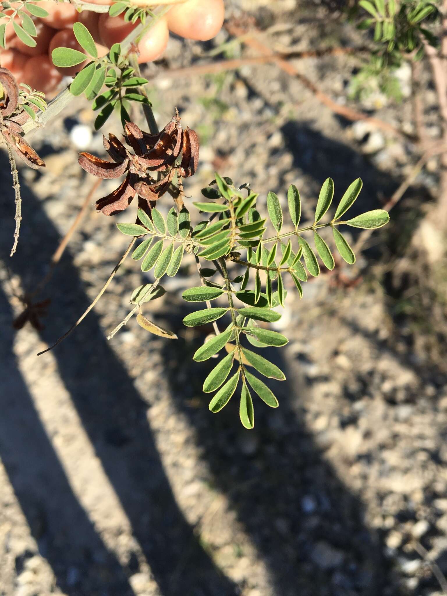 صورة Populus mexicana subsp. mexicana