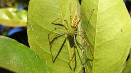 Image of Peucetia lucasi (Vinson 1863)