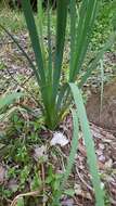 Image of Prairie Iris