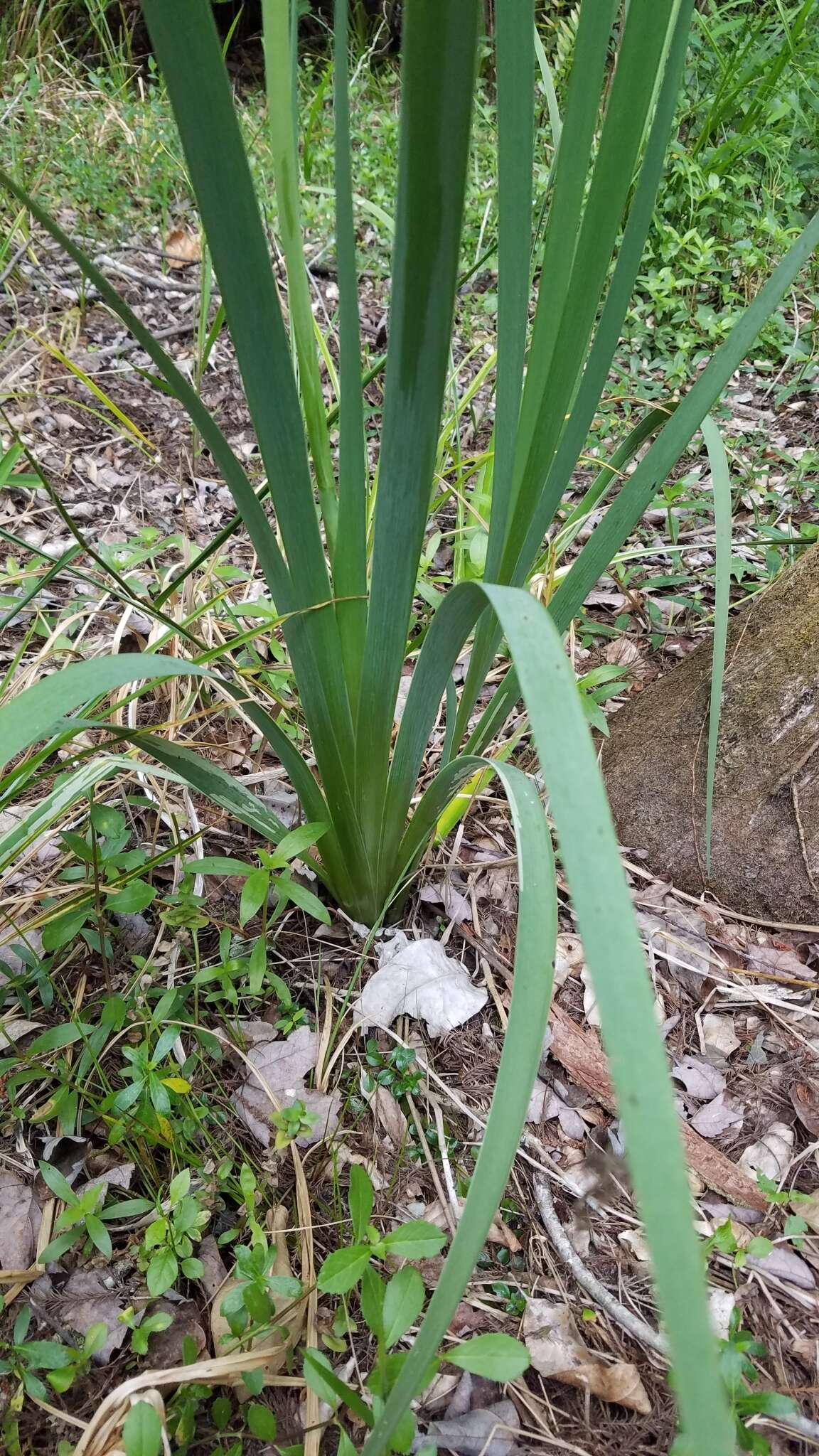 Sivun Iris savannarum Small kuva