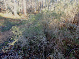 Image of Melicytus angustifolius (DC.) P. J. Garnock-Jones