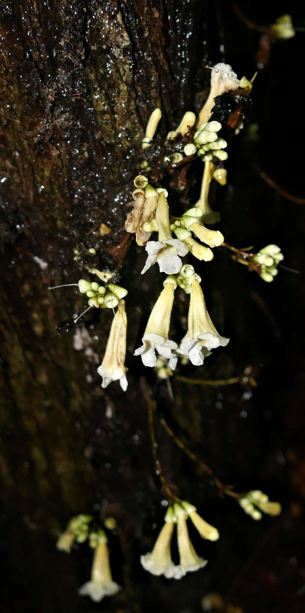 Image de Colea floribunda Boj.