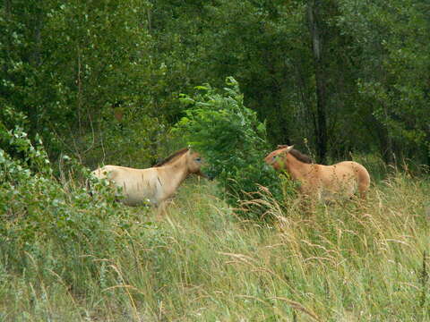 Image of Equus subgen. Equus Linnaeus 1758