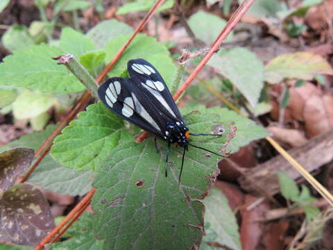 Imagem de Gnophaela aequinoctialis Walker 1854