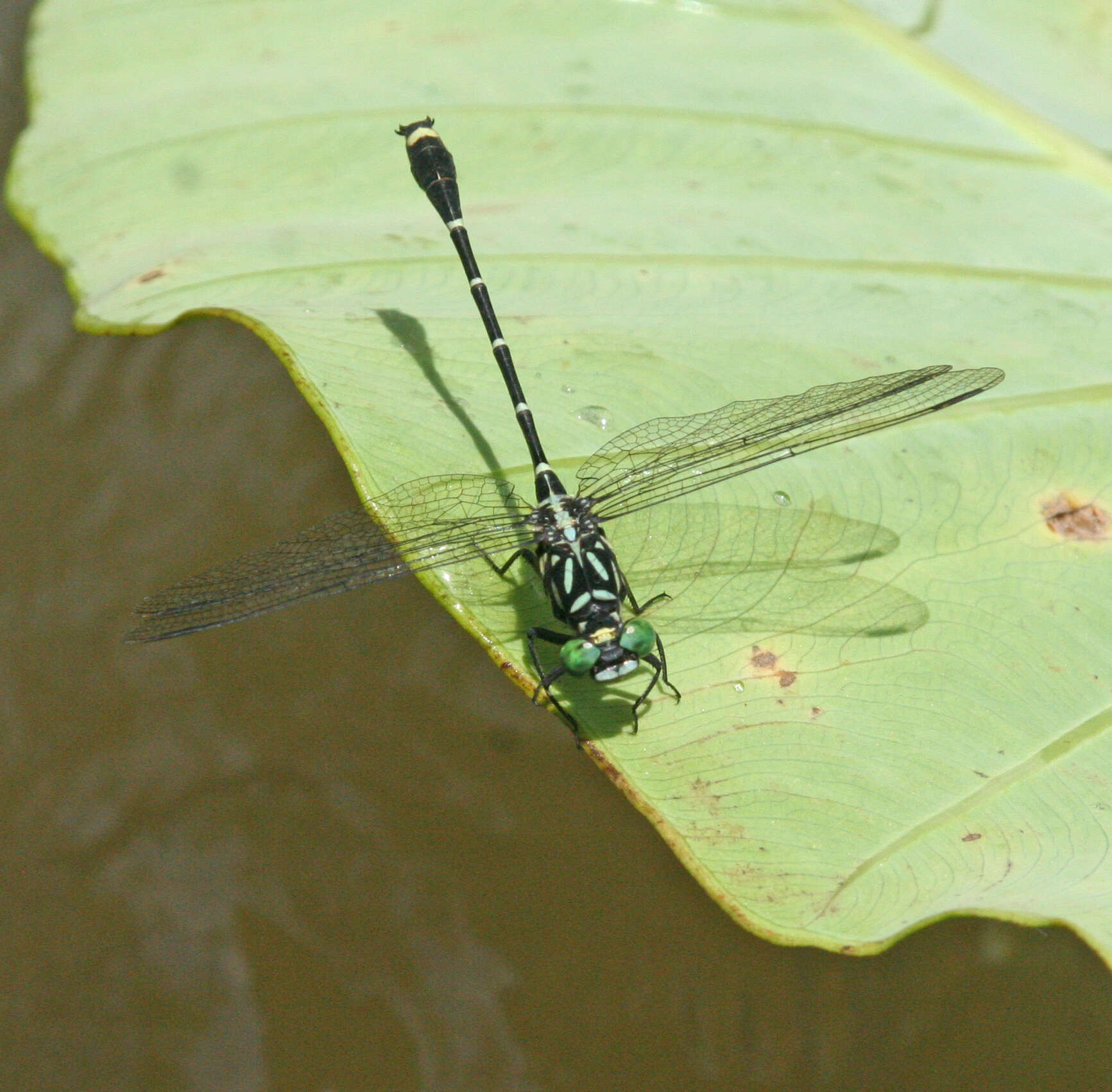 Imagem de Burmagomphus asahinai Kosterin, Makbun & Dawwrueng 2012