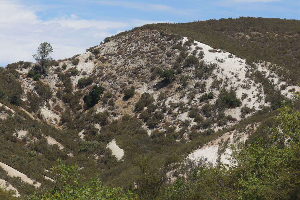 Image of protruding buckwheat