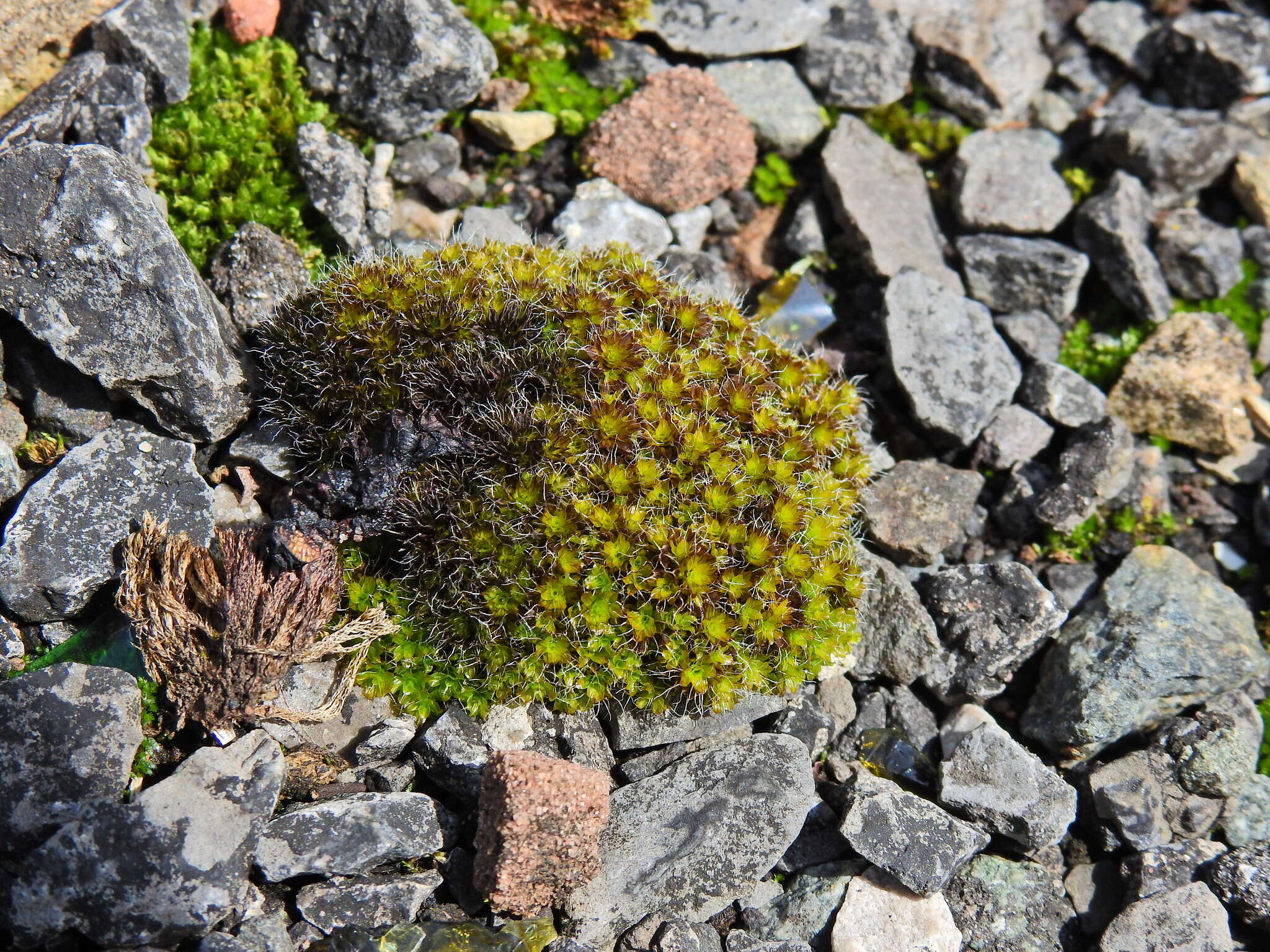 Image of Syntrichia montana Nees