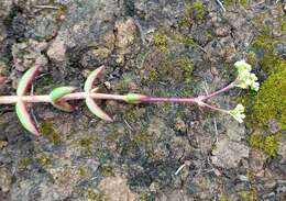 Crassula tetragona subsp. lignescens Tölken resmi