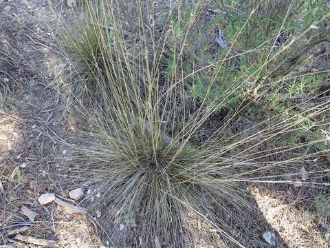 Stipa juncea L. resmi