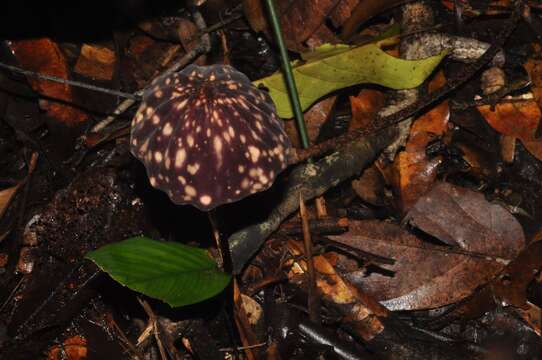 Imagem de Marasmius amazonicus Henn. 1904