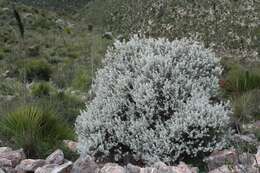 Image of Brewster County barometerbush