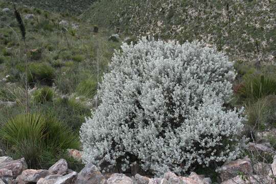 Image de Leucophyllum candidum I. M. Johnston