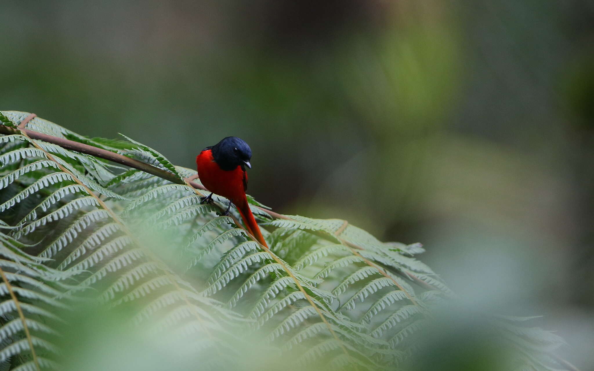 Pericrocotus brevirostris (Vigors 1831) resmi