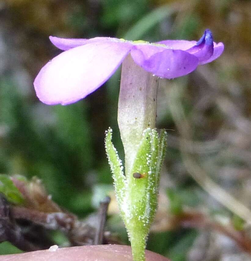 Primula caveana W. W. Sm. resmi