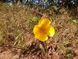 Imagem de Cochlospermum regium (Mart. & Schr.) Pilger