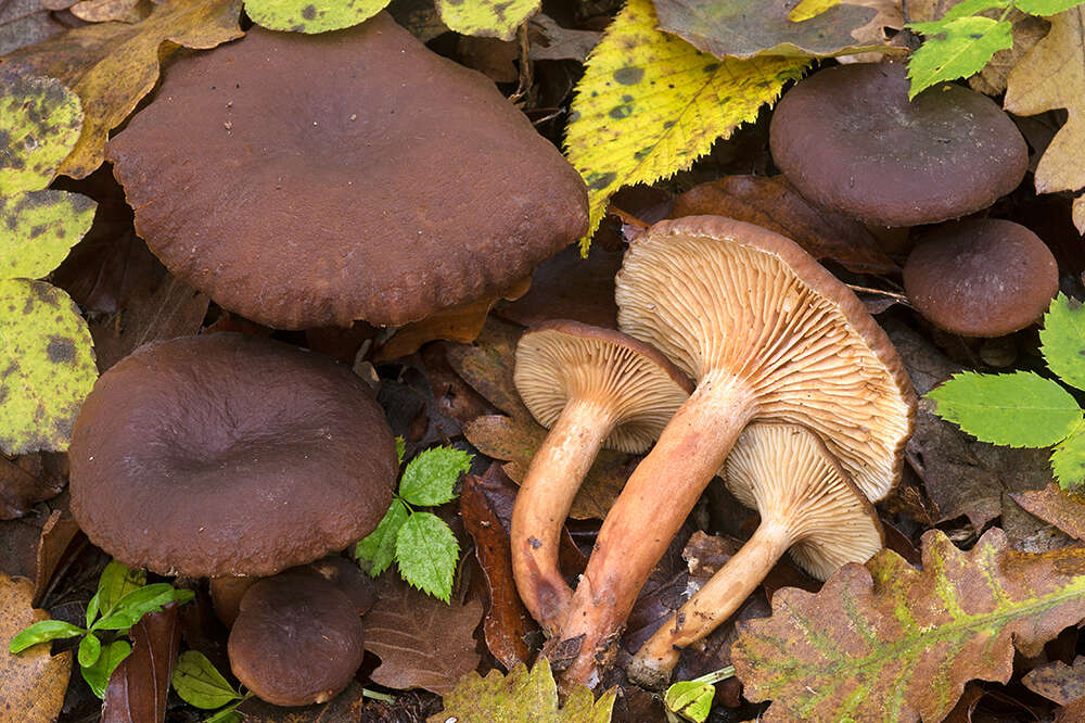 Image of Lactarius serifluus (DC.) Fr. 1838