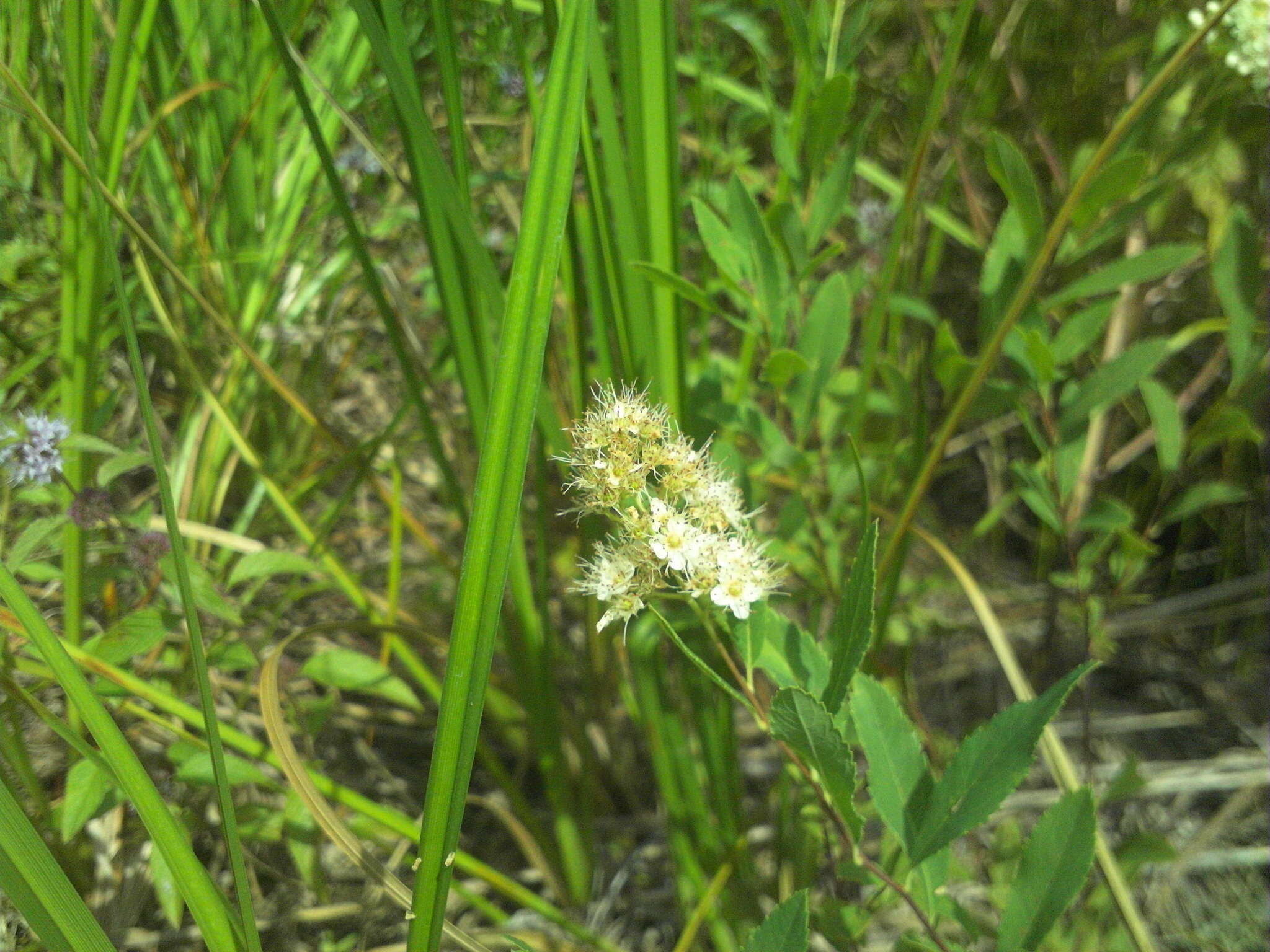 Imagem de Spiraea alba Du Roi