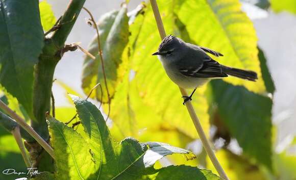 Image of White-crested Tyrannulet