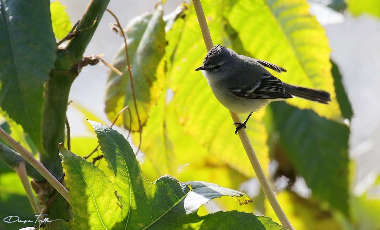 Image of White-crested Tyrannulet