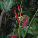 Image of Heliconia velutina L. Andersson
