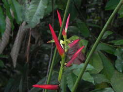 Image of Heliconia velutina L. Andersson