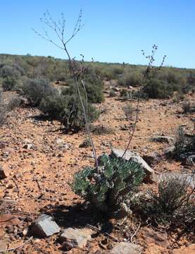 Tylecodon wallichii subsp. ecklonianus (Harv.) H. Tölken resmi