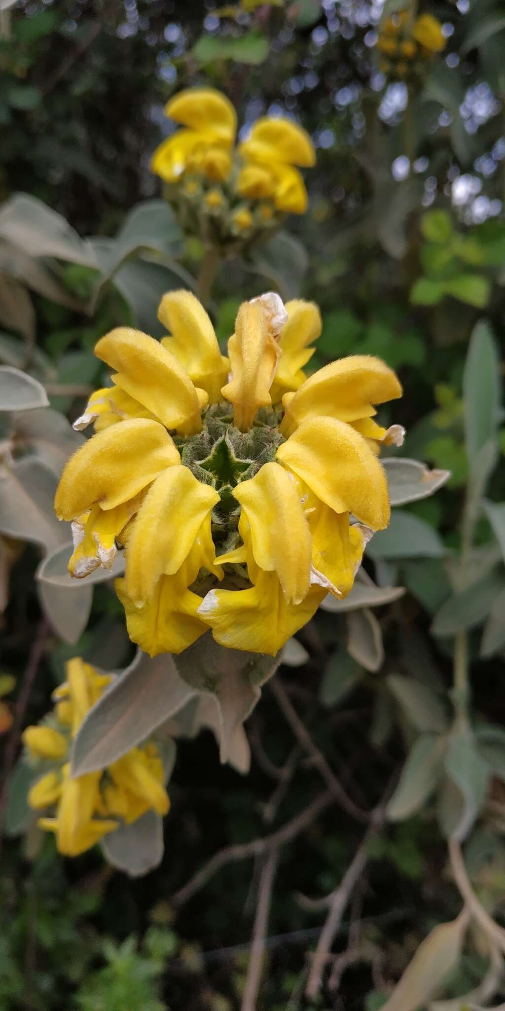 Image of shrubby Jerusalem sage