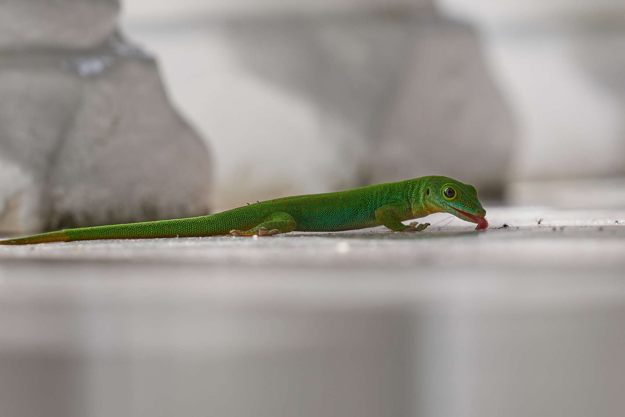 Слика од Phelsuma sundbergi Rendahl 1939