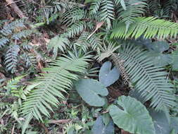 Image of Taiwan maiden fern