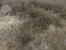 Image of Lawn American-Aster