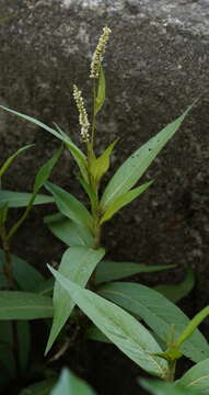 Imagem de Persicaria barbata (L.) H. Hara