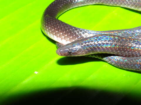 Image of Coffee Earth Snake