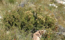 Image of Leucadendron spissifolium subsp. fragrans I. J. M. Williams