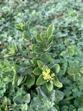 Image of Wikstroemia indica (L.) C. Meyer