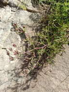 Image of Stevia satureifolia (Lam.) Lam.