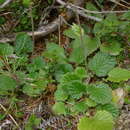 Слика од Geum cockaynei (F. Bolle) B. P. J. Molloy & C. J. Webb