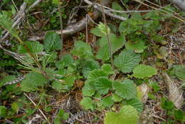 Image of Geum cockaynei (F. Bolle) B. P. J. Molloy & C. J. Webb