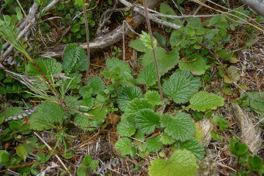 Слика од Geum cockaynei (F. Bolle) B. P. J. Molloy & C. J. Webb