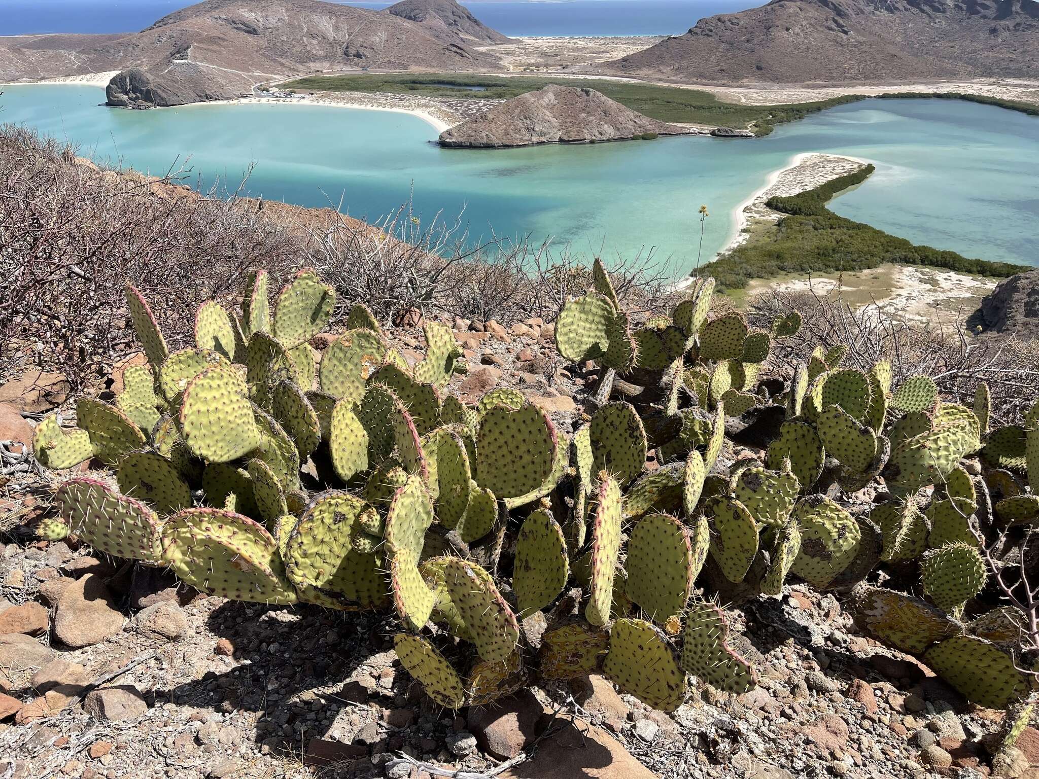 Opuntia comonduensis resmi