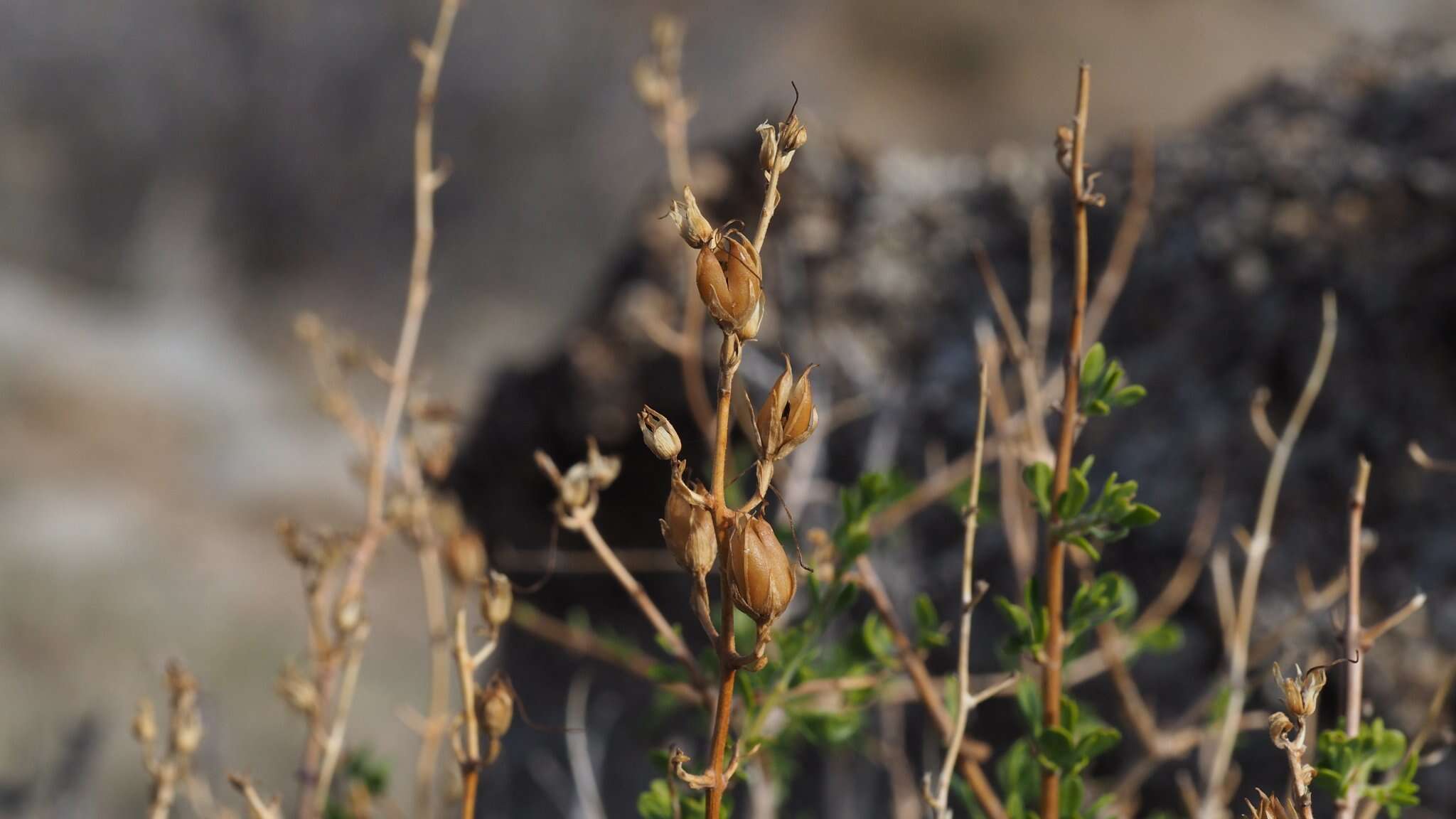 Image of snapdragon penstemon