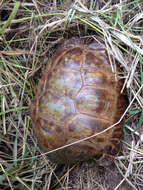 Image of Berlandier's Tortoise