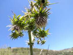 صورة Cirsium fontinale var. campylon (H. Sharsm.) Pilz ex D. J. Keil & C. E. Turner