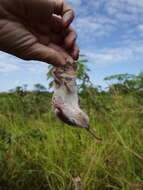 Image of Pouched Mice