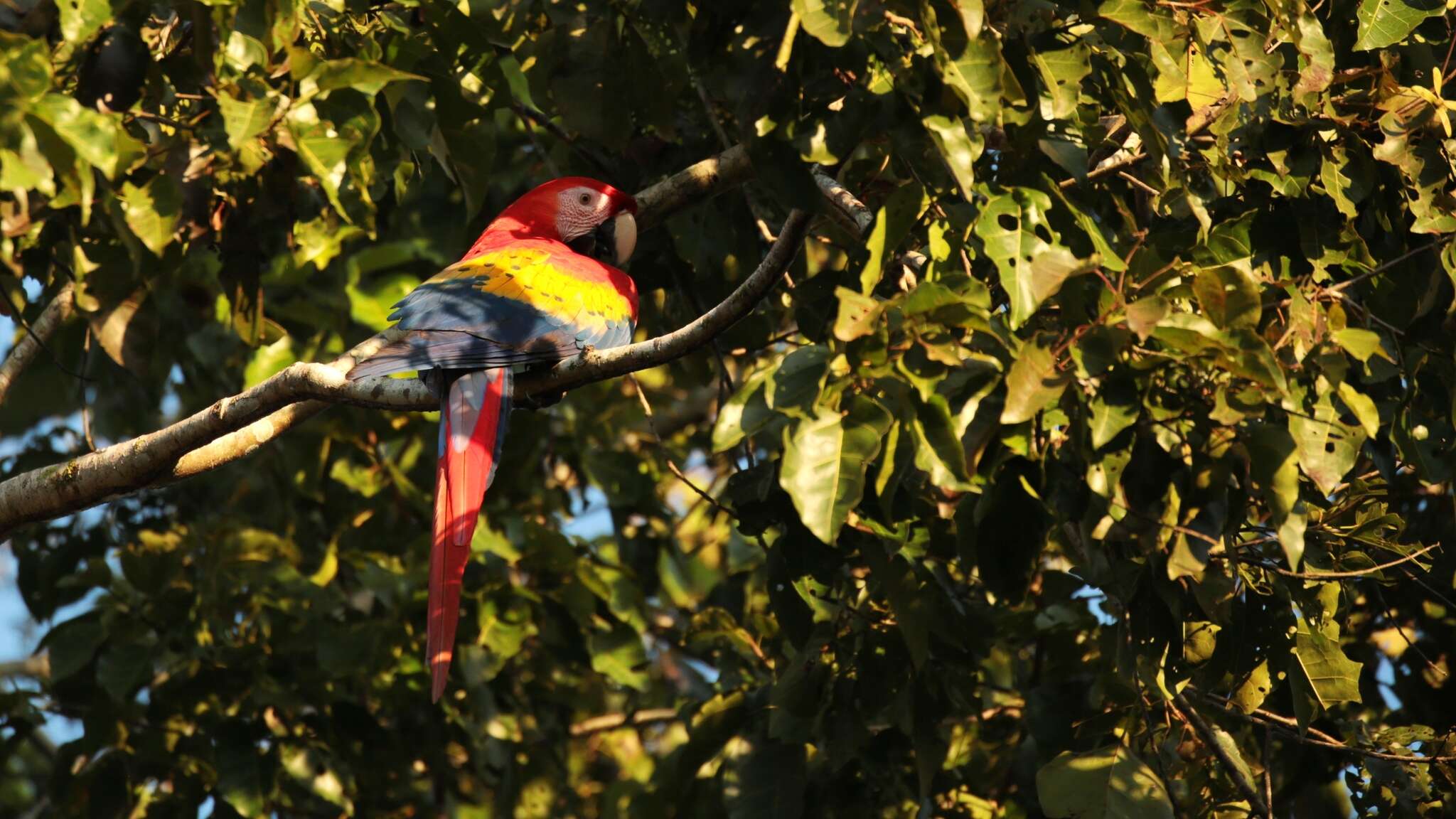 Image of Scarlet Macaw